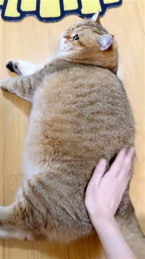 cat meowing video ! cat funny video ! cat sound #cat #turkishcat #catworld #mycat #lovelycat #catswa