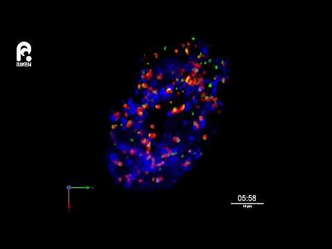 高感度共焦点顕微鏡システムSCLIMで撮影したゴルジ体の再形成