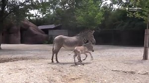 50K views · 82 reactions | The St. Louis Zoo has a new zebra foal—and visitors already love him. Watch FOX 2 News This Morning from 4-10 a.m. | Fox2Now | Facebook