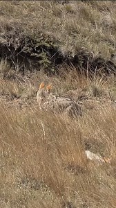 Adrenaline Rush - Real Hunting Experience #coyotehunting #hunting #wildlife | Predator's World