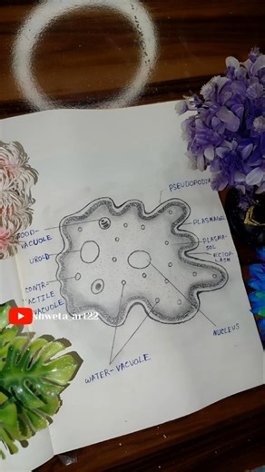 Amoeba Diagram l ES art & craft 🦠 #shortsfeed #shorts #trending #science