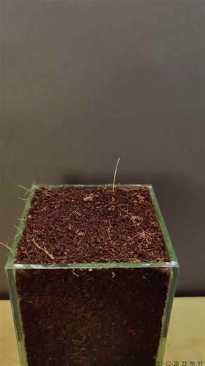 Onion Growing Time Lapse #timelapse #greentimelapse_done