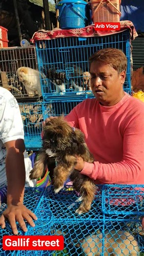Gallife Street Pet Market | Dog Market kolkata | Biggest Bird market in Kolkata