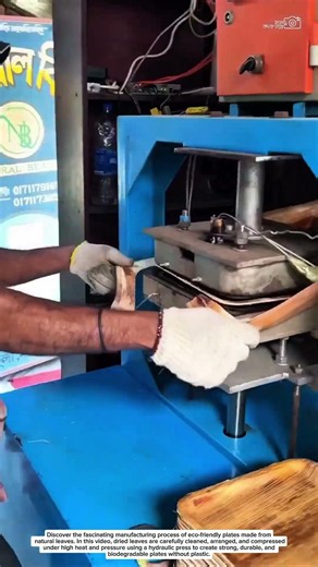 How Are Eco Friendly Leaf Plates MadeAmazing Manufacturing Proces Sustainable Alternative to Plastic