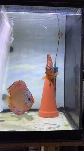 I’ve just separated my new discus pair to see if they’ll breed! Let’s see if we get a spawn and how they do as parents. Stay tuned for updates!🧡 #discus #fish #breeding #pair #aquarium #tank | Joan's Discus