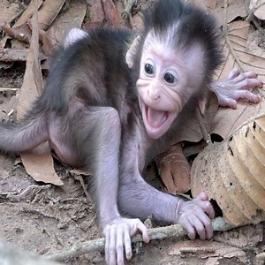 161K views · 980 reactions | The baby monkey resists, against kidnapper to return to mother. | Discover Monkey Life | Facebook