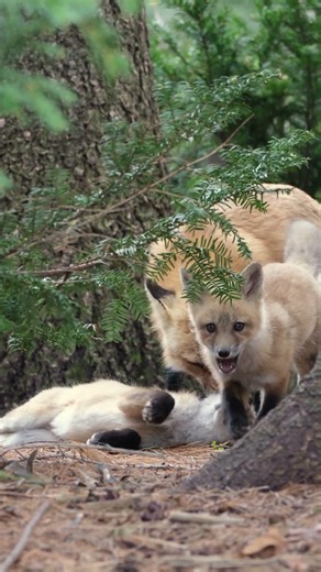 MEC Member Spotlight: A wildlife encounter in Quebec