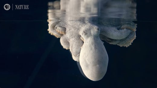 531K views · 18K reactions | Here we have an octopus sleeping and,...