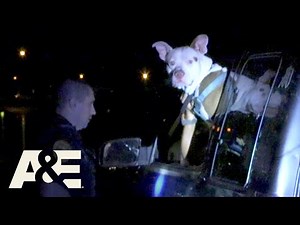 Live PD: Odd Way to Carry (Season 4) | A&E