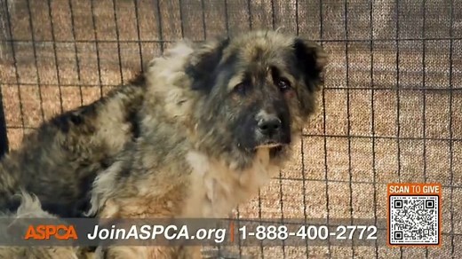 ASPCA TV Spot, 'What Would You Do?'