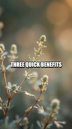 Wormwood - Nature's Remedy