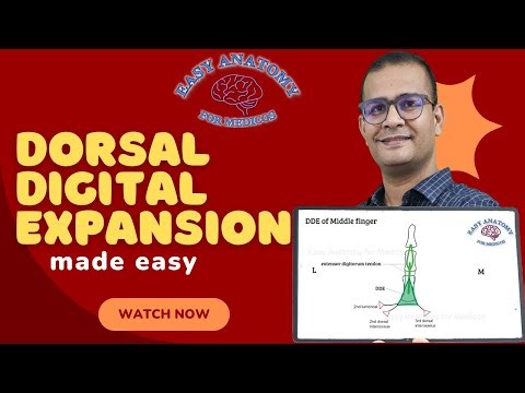 Dorsal Digital Expansion (Extensor Hood) – Easy Diagrams | Anatomy for Exams & Clinics