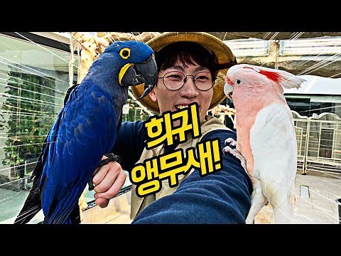 멸종위기1급, 세상에서 가장 큰 앵무새 조련하기! 파란 털, 빨간 왕관~