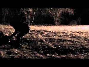 Click Click Slide Trailer