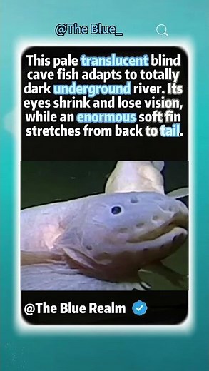 Translucent blind cave fish with huge fins #animalfacts #wildliferescue #fishing #animallife