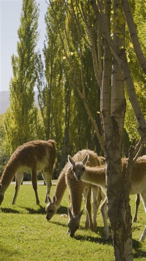 At the heart of Patagonia, our lodge opens its doors once again. Starting September 13, we welcome you back to pause, recharge, and begin new journeys of discovery, where comfort and nature come together at Explora Parque Nacional Patagonia. | Explora Travel