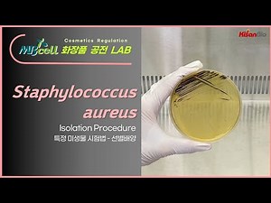 MBcell 유통화장품 미생물 한도 특정세균시험법 - 황색포도상구균 선별배양 실험하기! (Staphylococcus aureus)