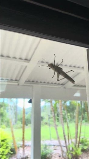 Grasshopper medicine… big leap coming