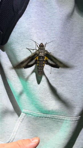 Giant sphinx moth from the Florida Everglades. Massive and beautiful | Matt's Macrophotography