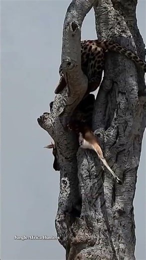 The Observation! | Wildlife on High Branch | ऊँची डाल पर शिकार — नीचे खड़ा शिकारी