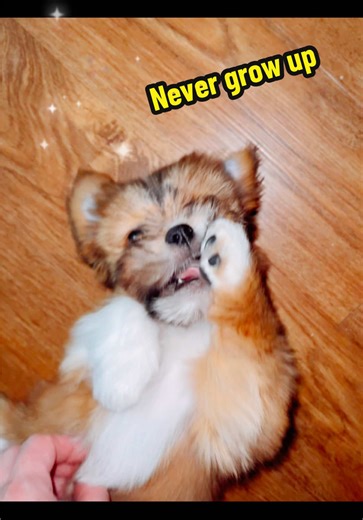 Stay this little forever please 🥹✨ #NeverGrowUp #BigSteppaCinn #fyp #puppylove #dogsoftiktok