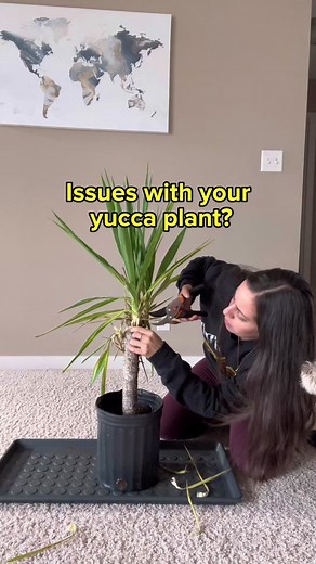 Yucca Plant Care Guide: Tips for Healthy Roots and Repotting