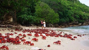 The Conversation: How a tiny wasp could save Christmas Island’s red crabs from crazy ants