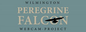 Falcon Watch - Delaware Ornithological Society