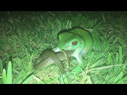 Green frog eats snake