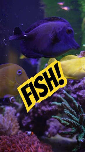 What’s a reef without beautiful 🐠