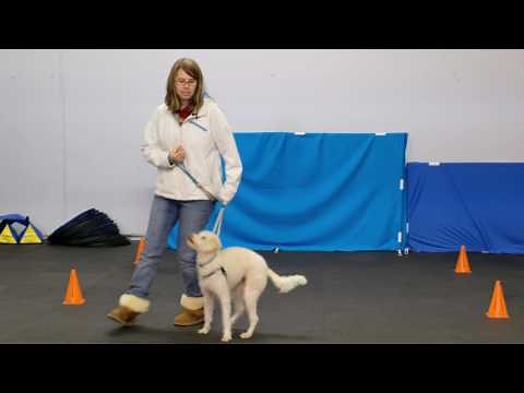 Dog Training Heeling Games
