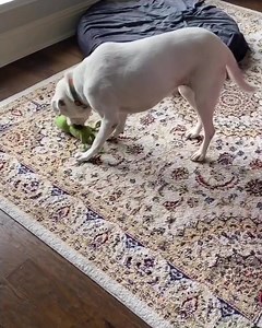 25 reactions · 12 shares | Adopt Maggie Lab from Cody’s Friends Rescue! https://petlover.petstablished.com/pets/public/824632 Posted @withregram • @bifidhounddog | Cody's Friends Rescue | Facebook