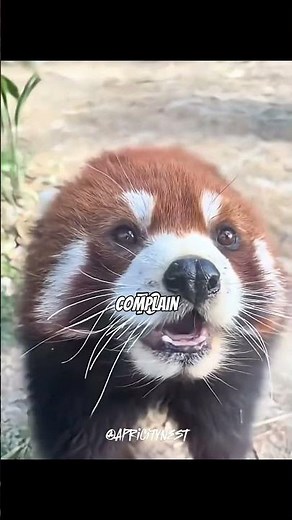 Cute Red Panda 😍 #shorts