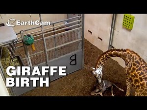 Greenville Zoo Giraffe Birth 2025