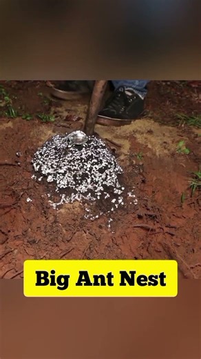 How Big Ant Nest Can Get? 😰 #malayalamvartha #malayalam #diy #malayalamnews #news #shortsfeed