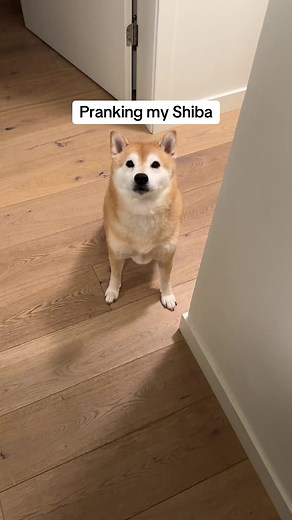 Playful Pranks with My Shiba Inu Dog