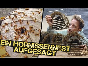 Hornissennest von innen. Wie machen sie das nur?!!