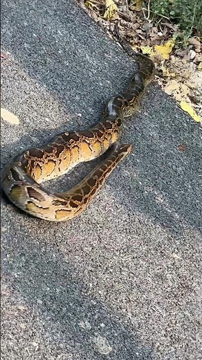 cute python 🥰❤️🤗 #india #viral #trending