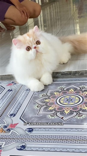 Persian Kitten for Sale - Registered Male Pedigree