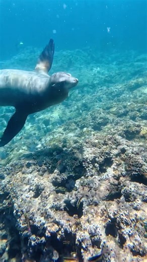 Raw / Unedited Sea Lion Encounter in Baja 🦭