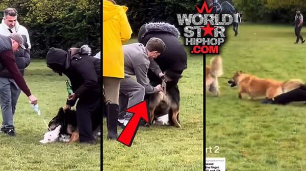 Big Dog Attacks Small Dog And Dude Does The Unthinkable To Stop It… Then The Dogs Had Him Dogsledding Across The Grass!