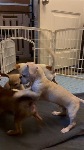 1K views · 18 reactions | Freaky Chichi’s… come adopt these fools. | Adopt My Block | Facebook