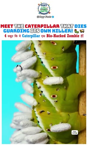 Parasitic Wasps Turn Caterpillars Into Zombie Bodyguards 🐛🐝 #facts #didyouknow #wildlife