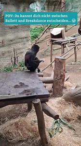 4.7K views · 214 reactions | Weißhandgibbons sind wahre...