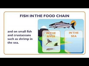 Fish: What is a Fish, Fish Characteristics and Food Chain - Something Fishy: Kids Lesson 2