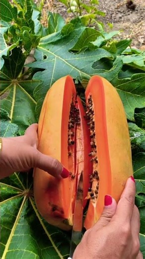 California Papaya #californiapapaya