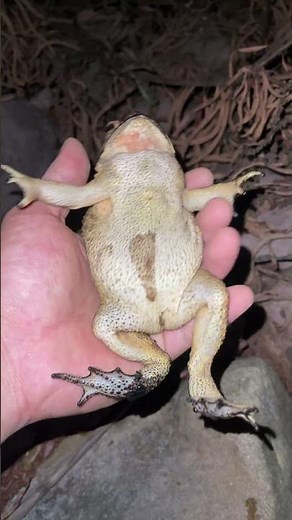 I Couldn't Stop Laughing at This Toad