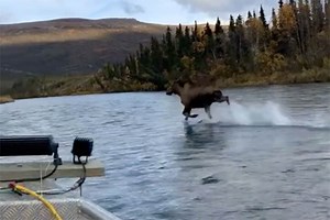 Internet is Perplexed as Moose Appears to Walk On Water
