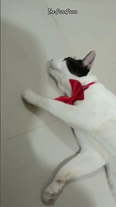 Monty Cat #thepurrpaws #catlovers #cat #cute #funny