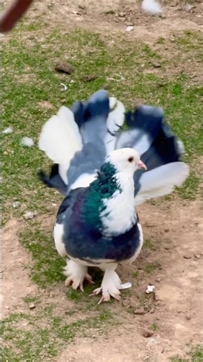 Amazing Beautiful Pigeon 🕊️ | Cute Pigeon Moments | Bird Lovers Must Watch #shorts